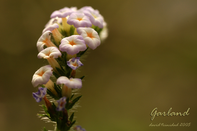 Macro Garland