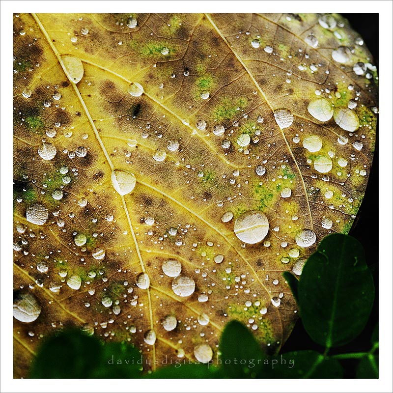Dew