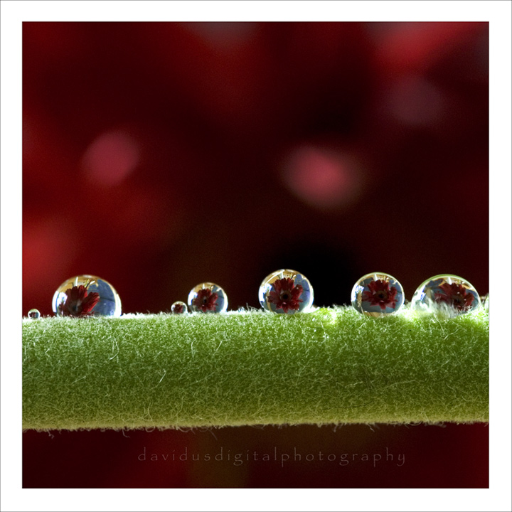 Drops in Line