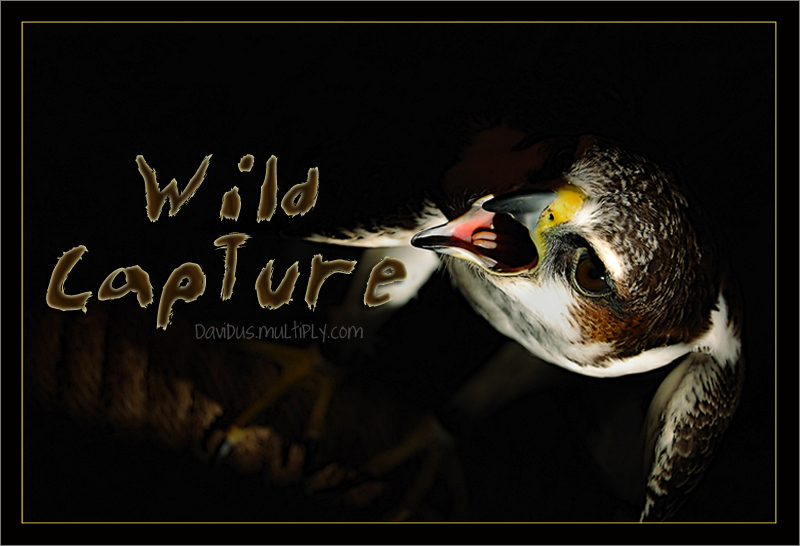 WIld Capture