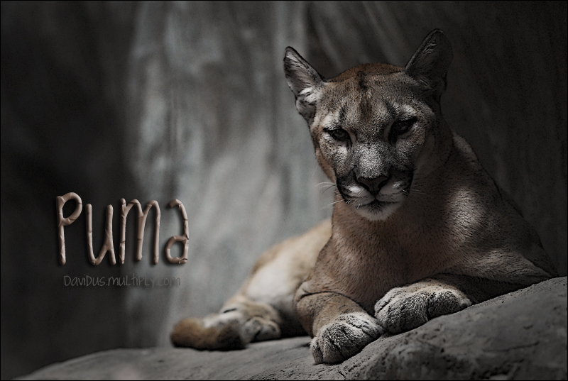 Puma