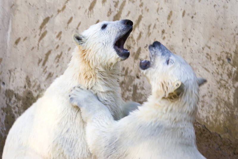 lo_zoo_MG_6349.jpg