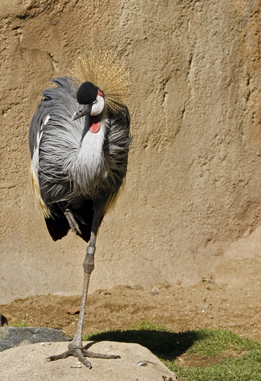 lo_zoo_MG_6436.jpg