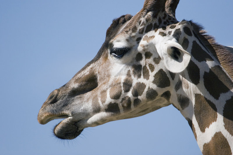 lo_zoo_MG_6455.jpg