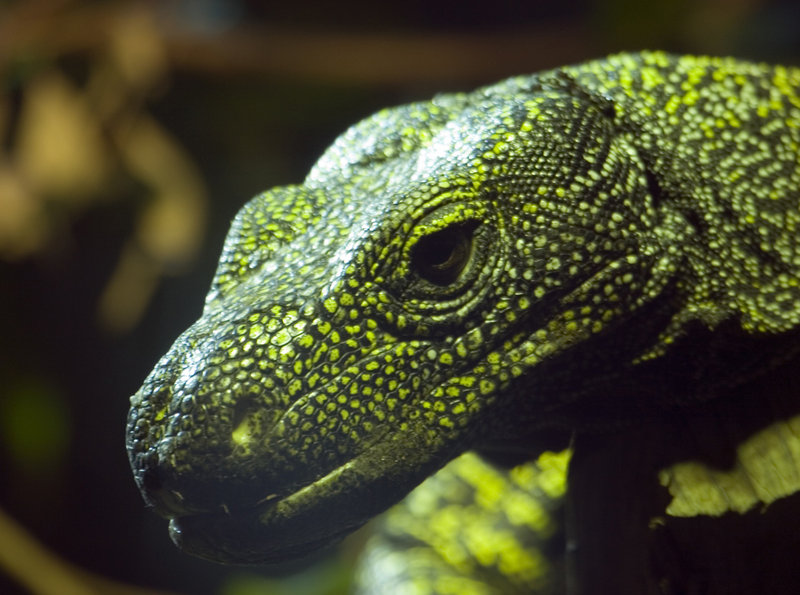 lo_zoo_MG_6480.jpg