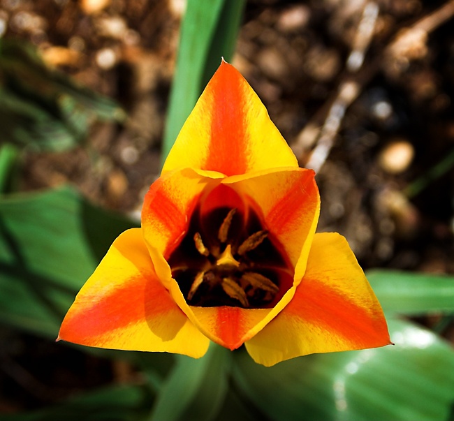 tn-04-15-08-5677-01 web Tulip.jpg