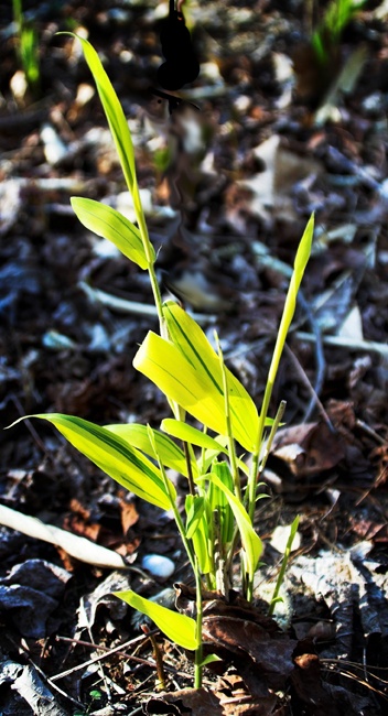 tn-04-15-08-5684-01 web bamboo.jpg