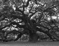 AngelOak.jpg