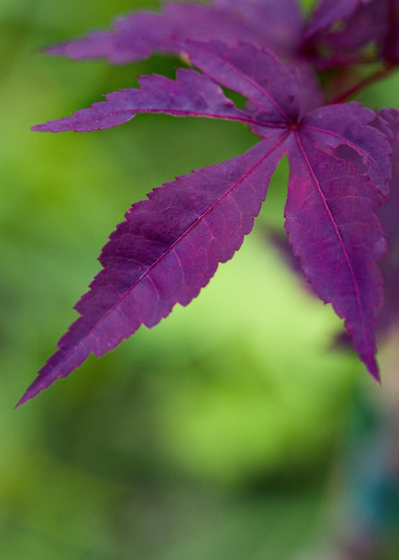 leaf.jpg