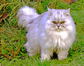 Copy of DSCN0455.JPG