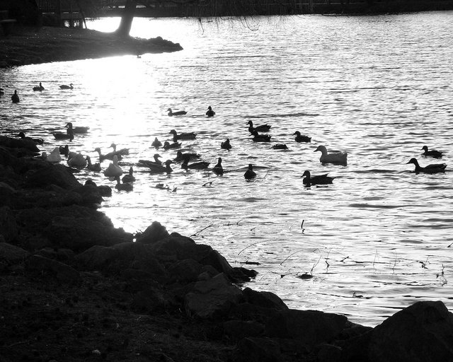 Duck Pond