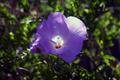 california_flower.jpg