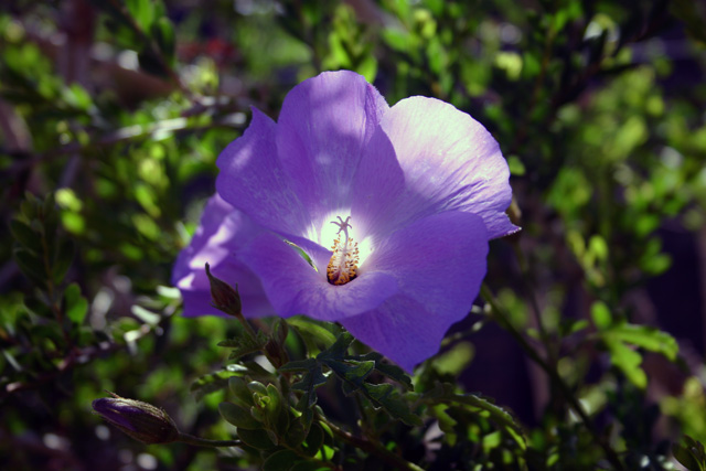 california_flower.jpg