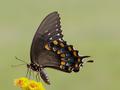 BLACK BEAUTY