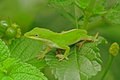 Anole