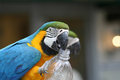 Macaws