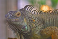 IMG_5210-dpc.jpg