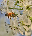 Busy Bee