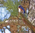 Bluebird