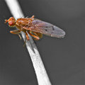 Fly Macro