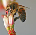 Honey Bee