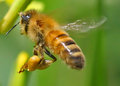 Honey Bee