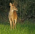 Deer