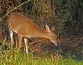 Young Whitetail Deer