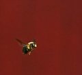 Bee In Flight