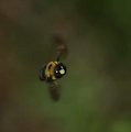 Highspeed Bee