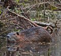 Wet Beaver II