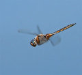 Flying Dragon