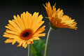 Backyard Flowers