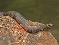 Water Snake