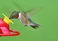 Ruby Hummer