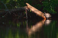 Turtle In Natural Light