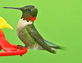 Hummer @ feeder