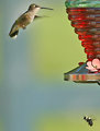 Hummingbee