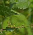 Grasshopper