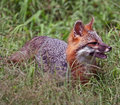 Gray Fox