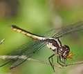 Feeding Dragonfly