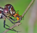 Feeding Dragonfly Closeup