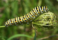 Caterpillar
