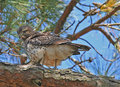Juvenille Red Shouldered Hawk