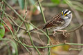 Small Bird