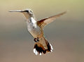 Hummer