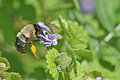 IMG_8976f.jpg