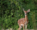 IMG_0630dpc.jpg