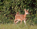Bambi