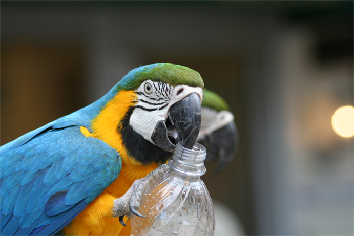 Macaws